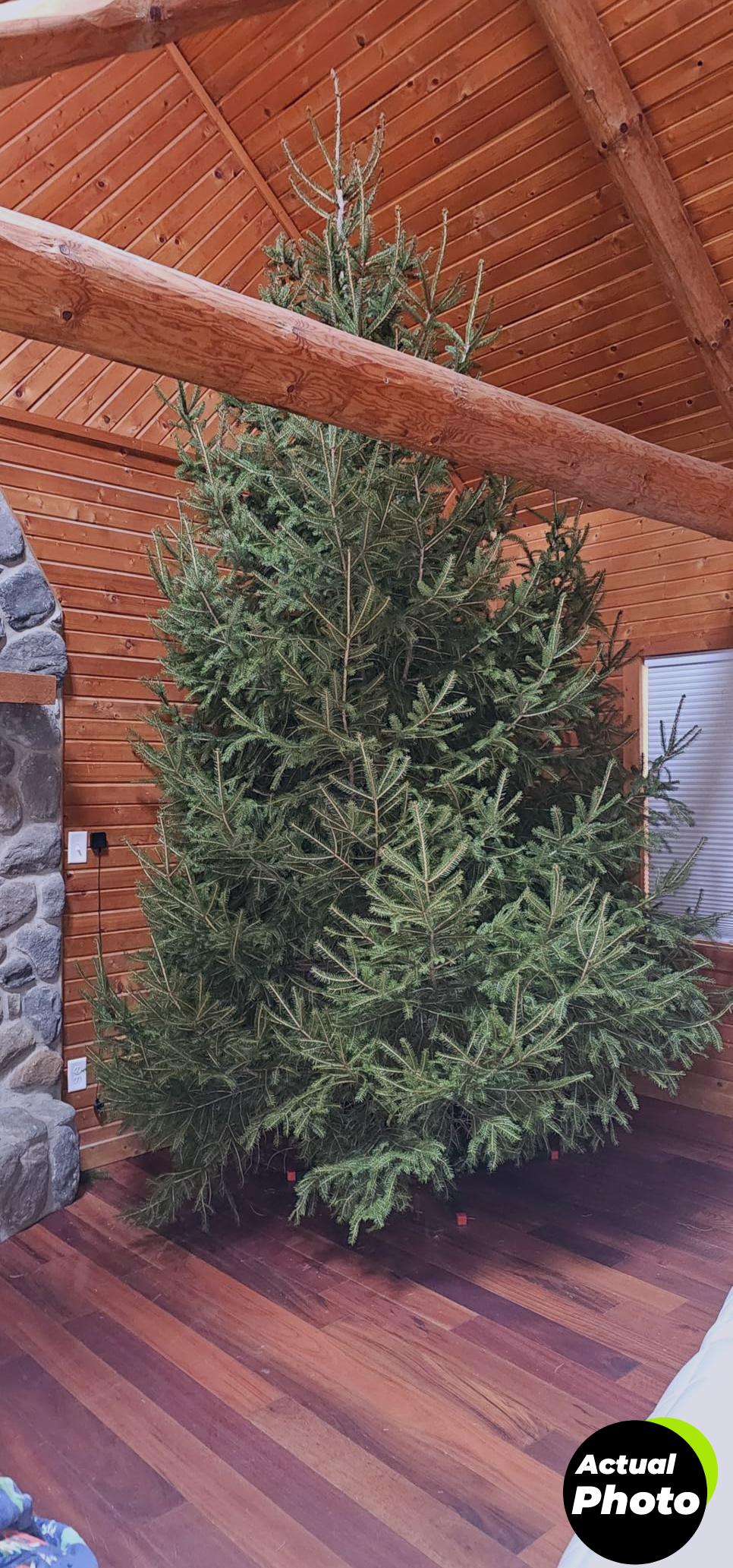 goliath-tree-stand-5-12ft-foto-3